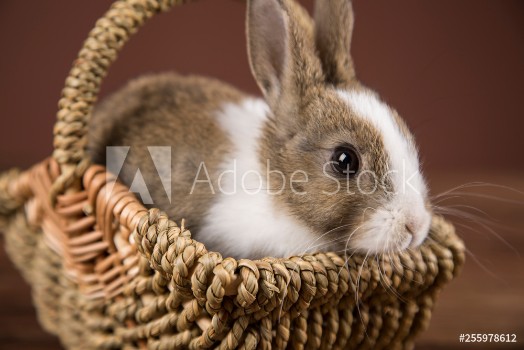 Picture of Easter bunny in a wicker basket